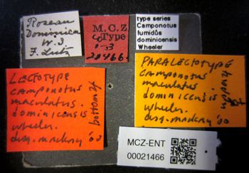 Media type: image;   Entomology 21466 Aspect: labels